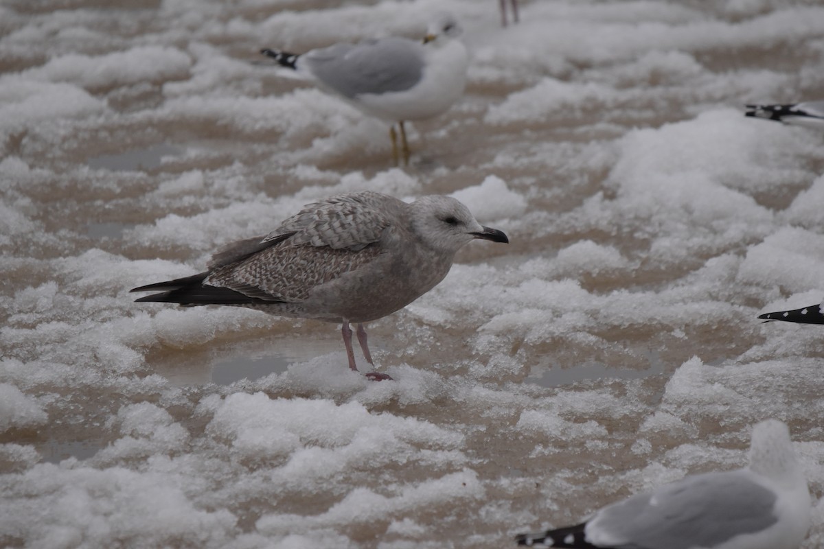 Iceland Gull - ML647266476
