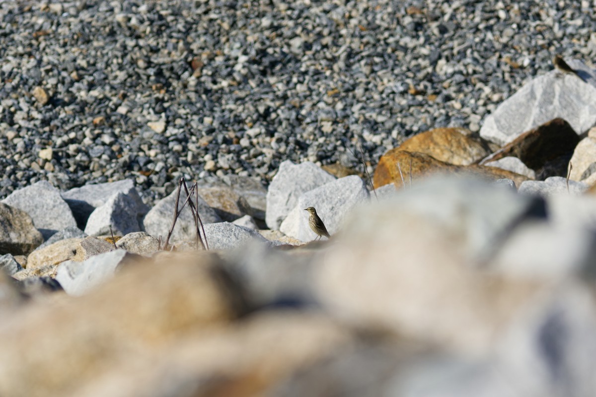 American Pipit - ML647266477