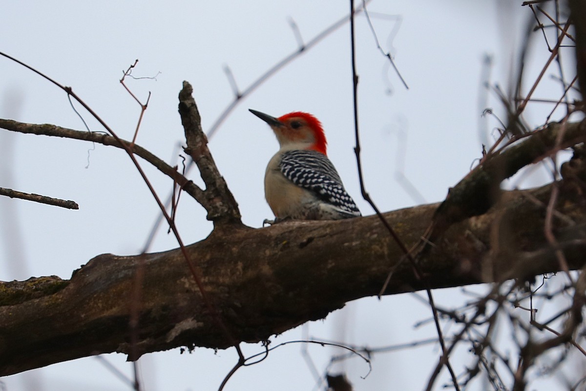 Red-bellied Woodpecker - ML647266482