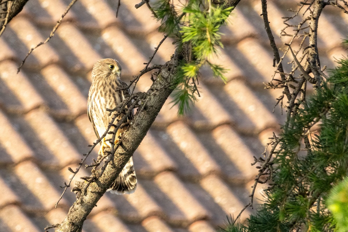 紅隼 - ML647266483