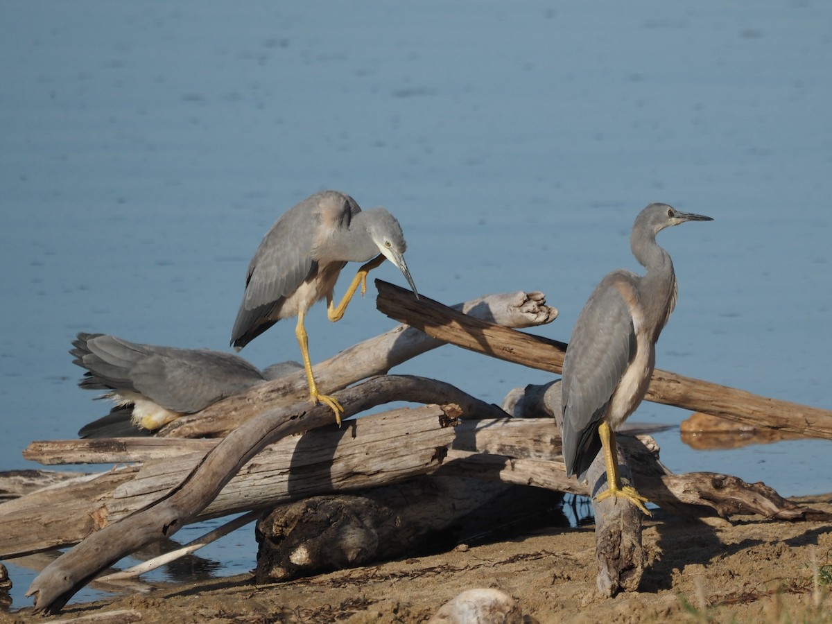 白臉鷺 - ML647266485