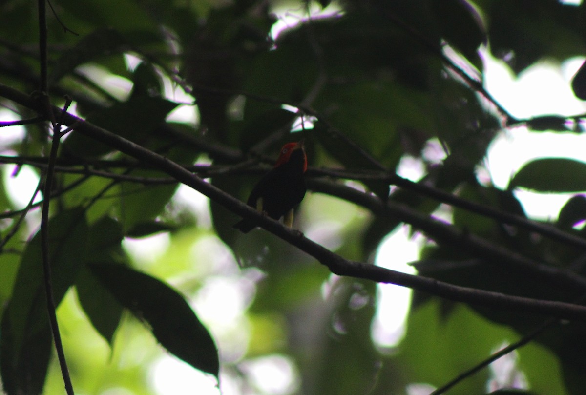 Red-capped Manakin - ML647266486