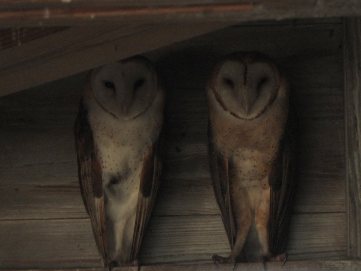 American Barn Owl (American) - ML647266487