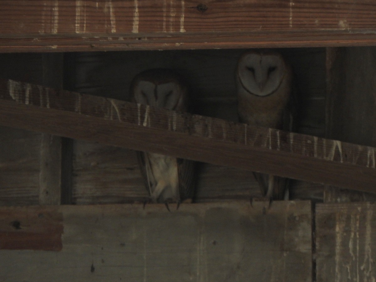 American Barn Owl (American) - ML647266488