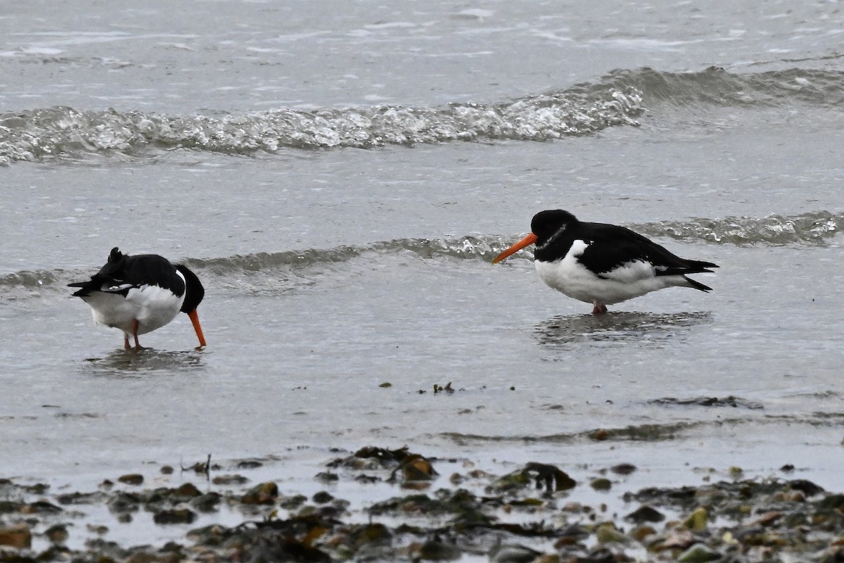 蠣鴴 - ML647266491