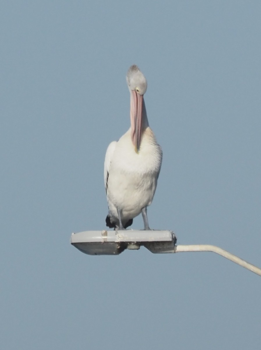 Australian Pelican - ML647266494