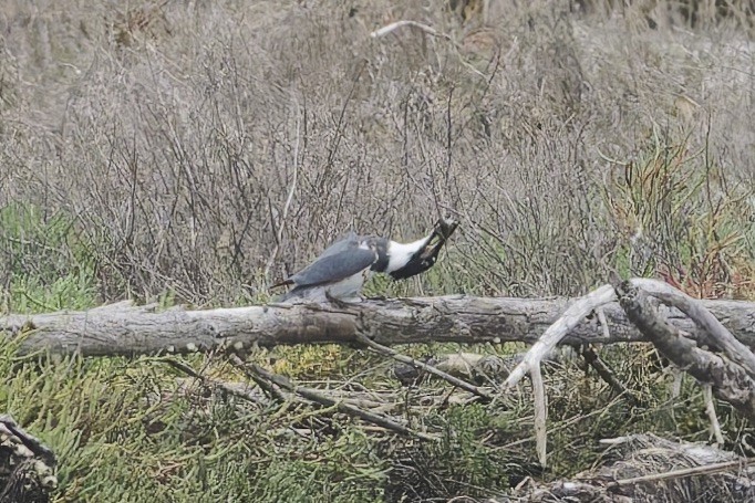 Belted Kingfisher - ML647266495
