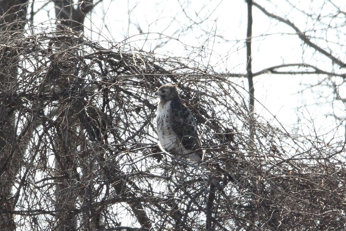 Red-tailed Hawk (borealis) - ML647266498