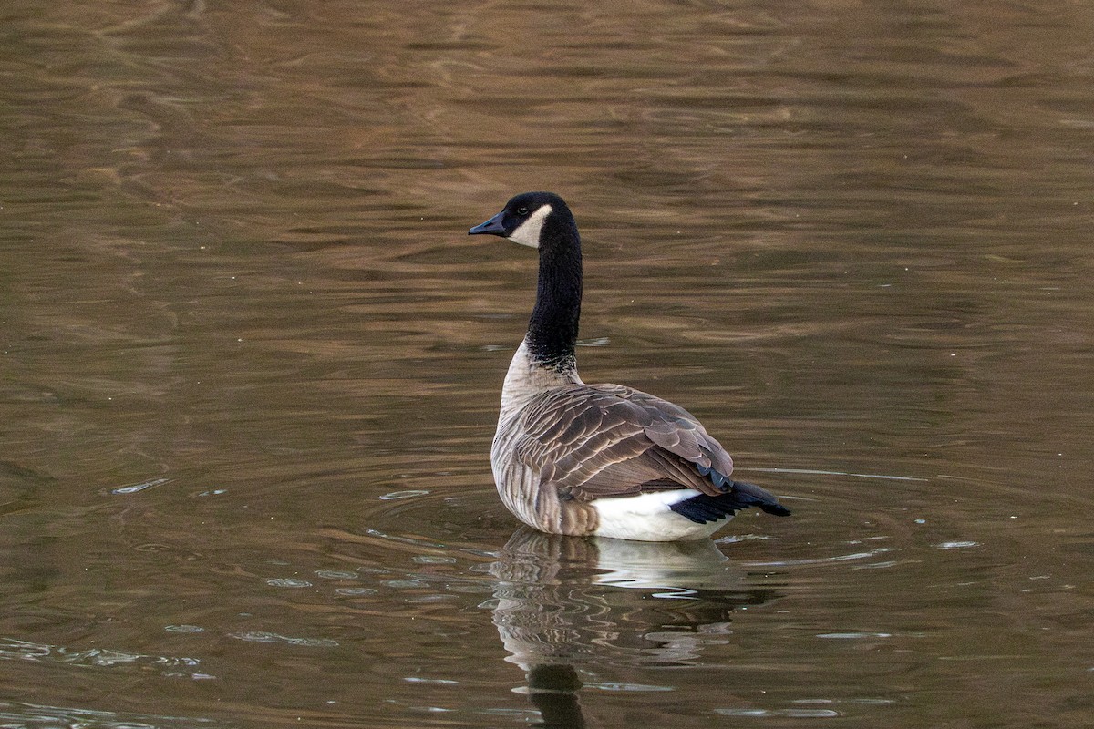 Canada Goose - ML647266499