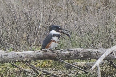 Belted Kingfisher - ML647266500
