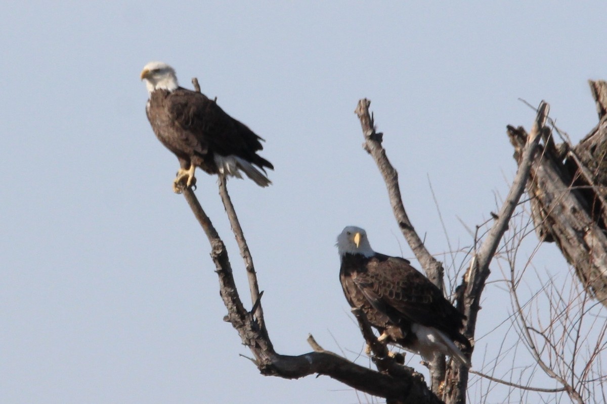 Bald Eagle - ML647266509