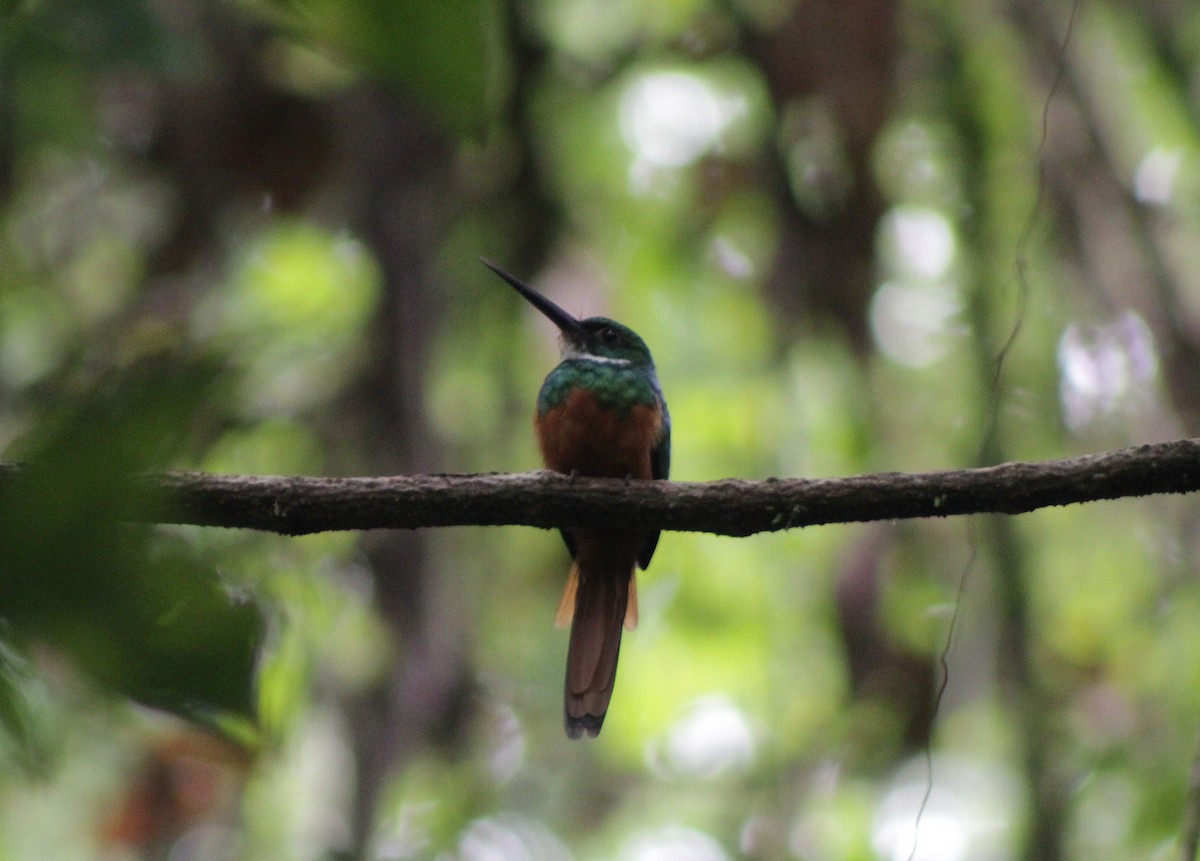 Rufous-tailed Jacamar - ML647266512