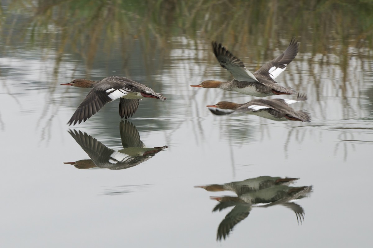 Serreta Mediana - ML647266515