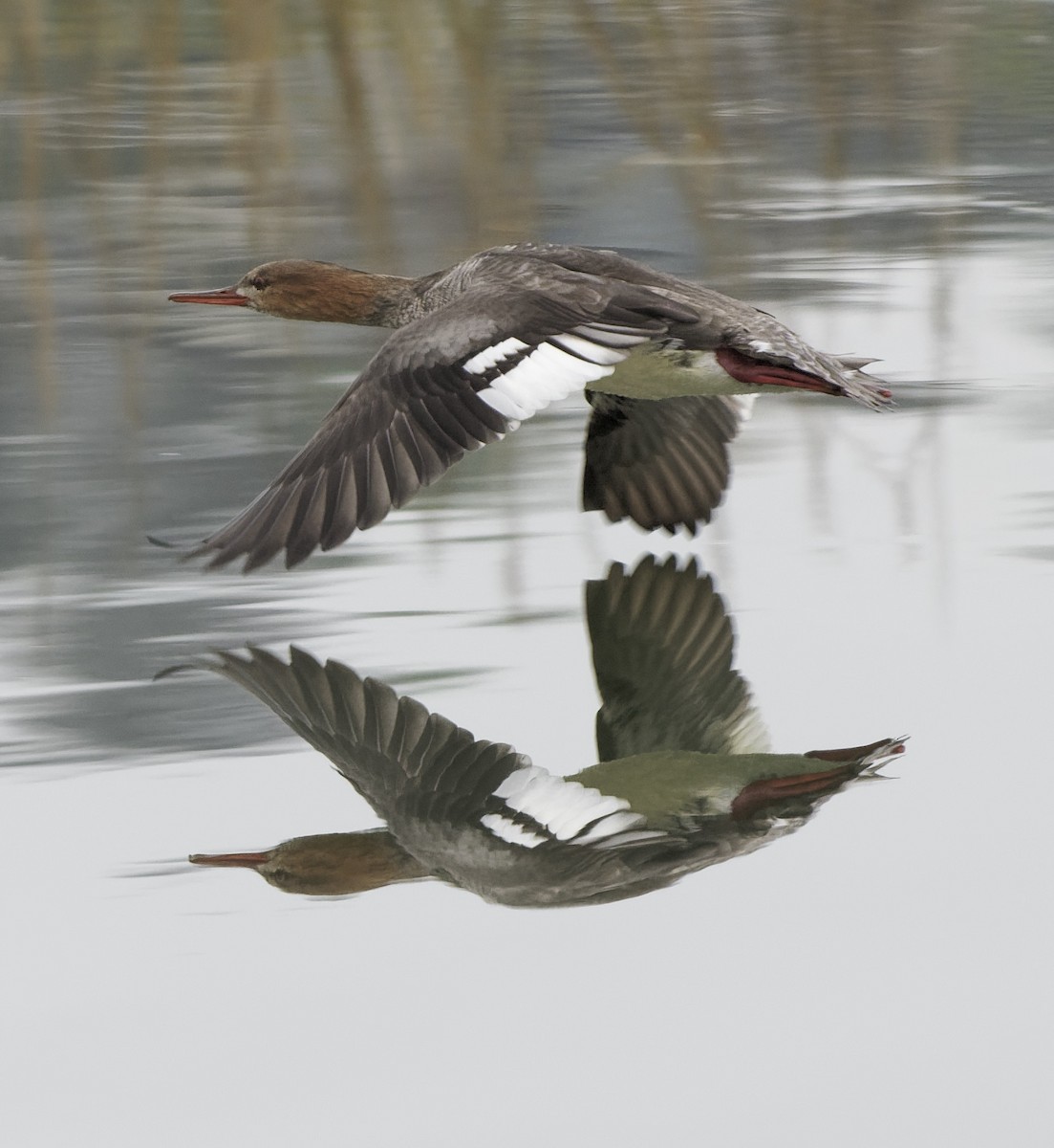 Serreta Mediana - ML647266518