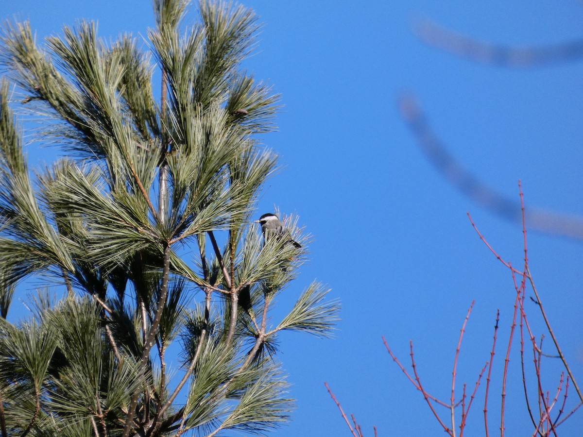 Black-capped Chickadee - ML647266519