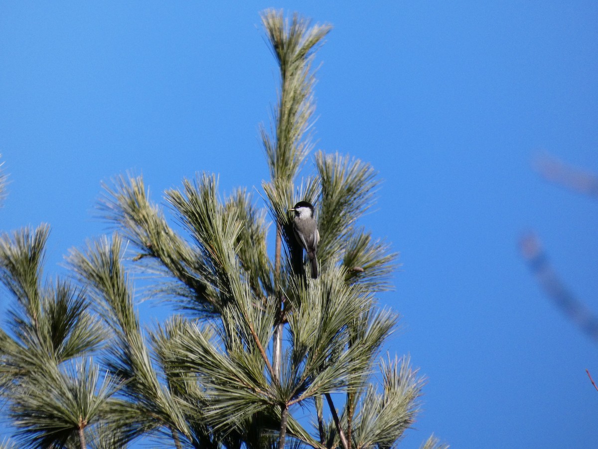 Black-capped Chickadee - ML647266520