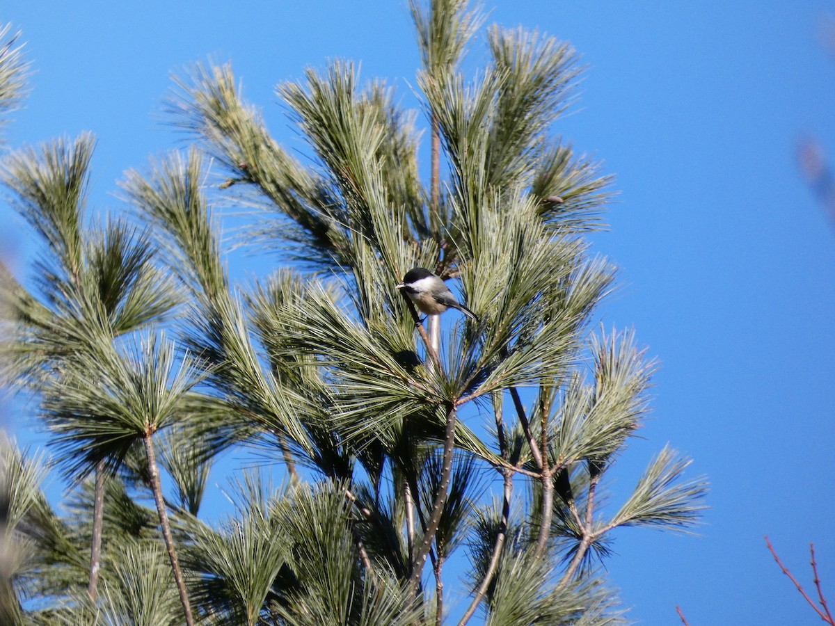 Black-capped Chickadee - ML647266521