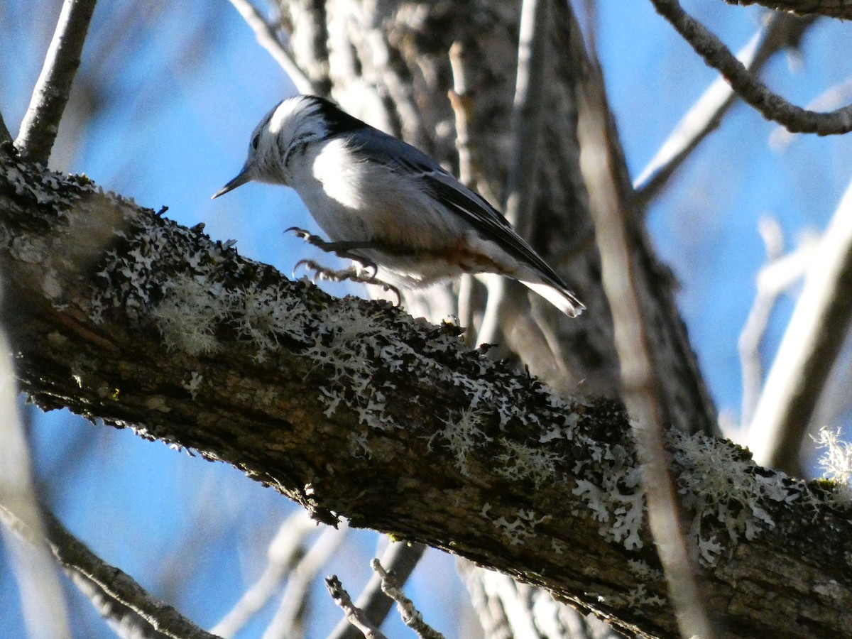 White-breasted Nuthatch - ML647266522
