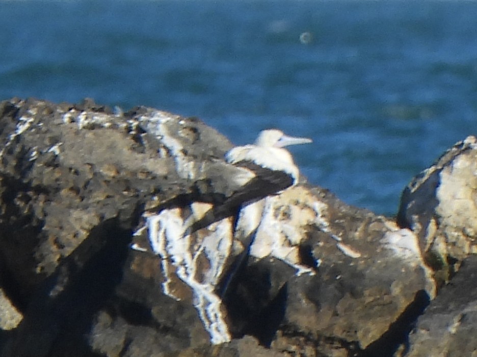 Rotfußtölpel - ML647266525