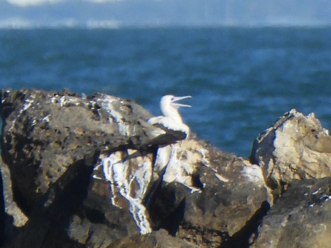 Rotfußtölpel - ML647266526