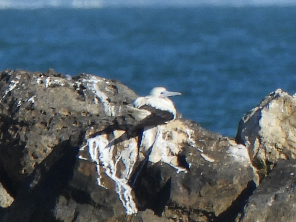 Rotfußtölpel - ML647266527