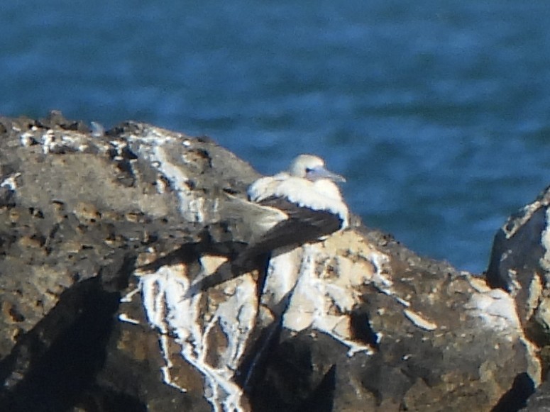 Rotfußtölpel - ML647266528