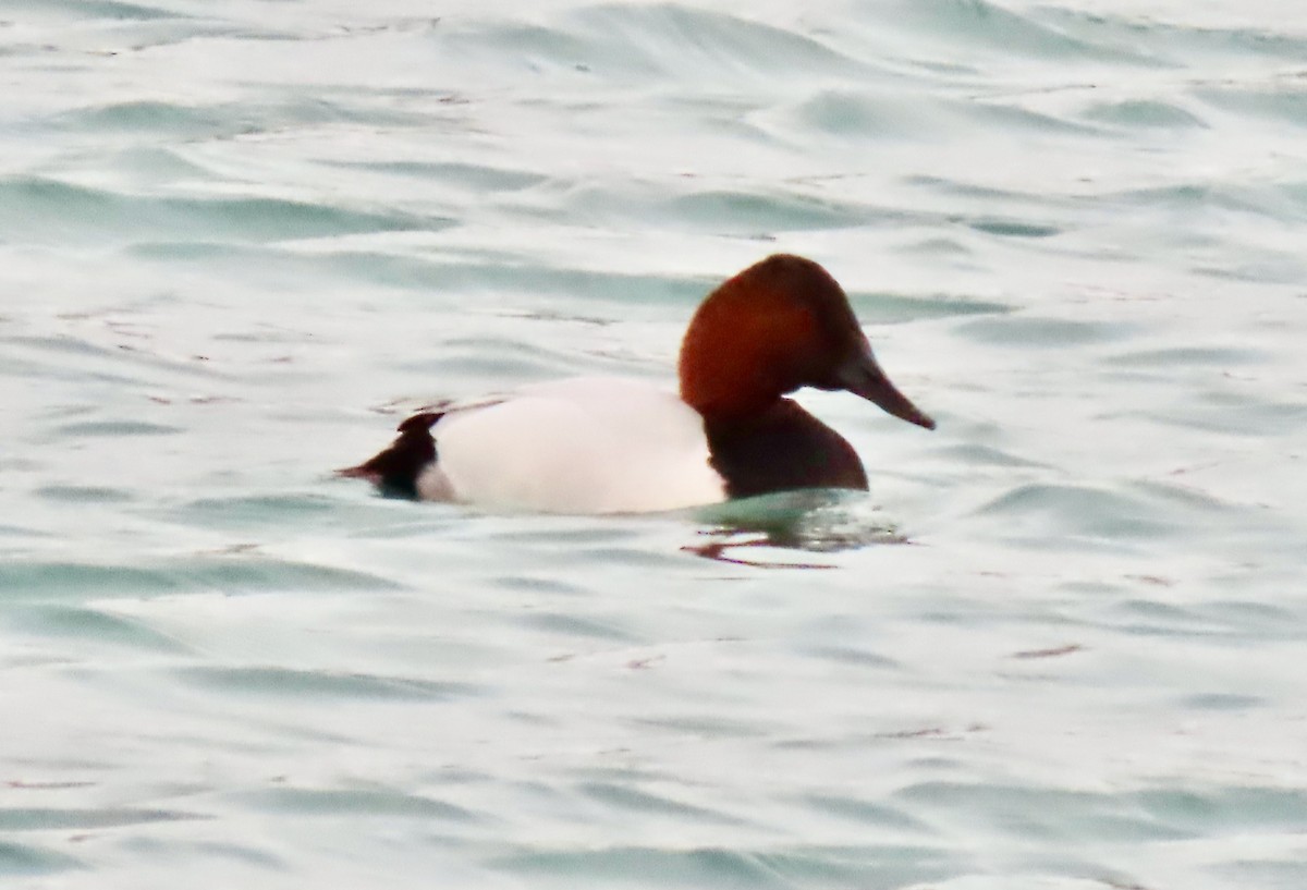 Canvasback - ML647266535