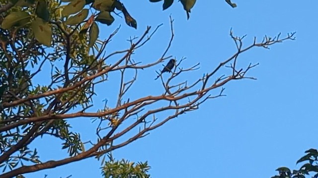 דרונגו שחור - ML647266540