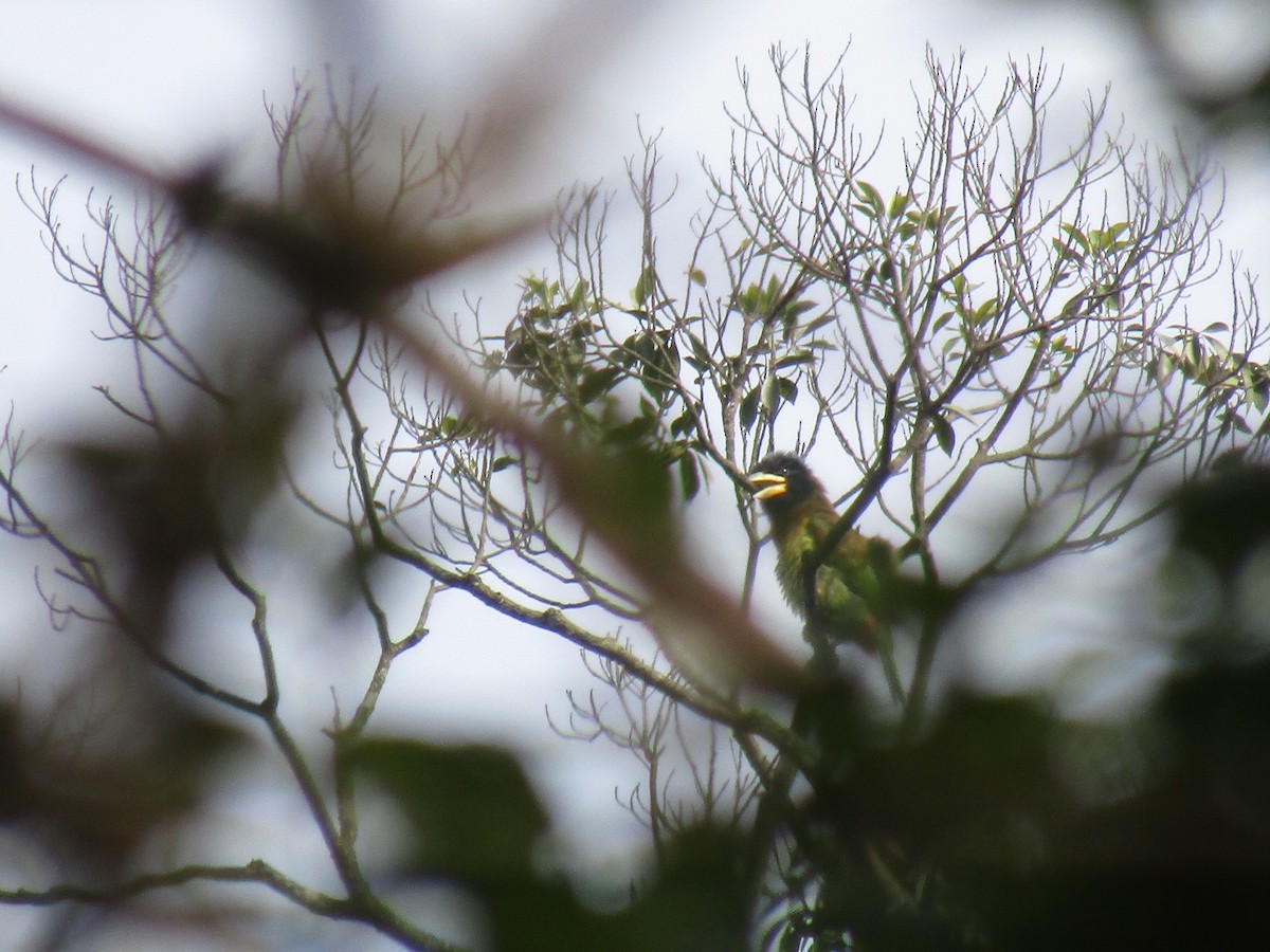 Great Barbet - ML647266545