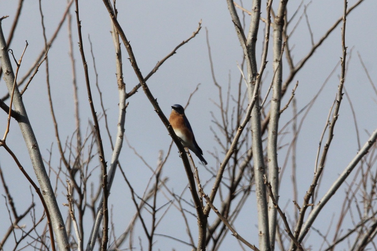 Eastern Bluebird - ML647266547