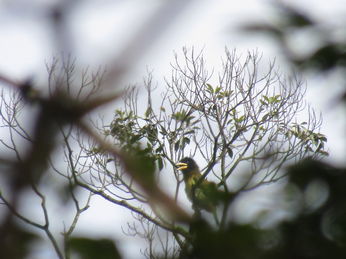 Great Barbet - ML647266549