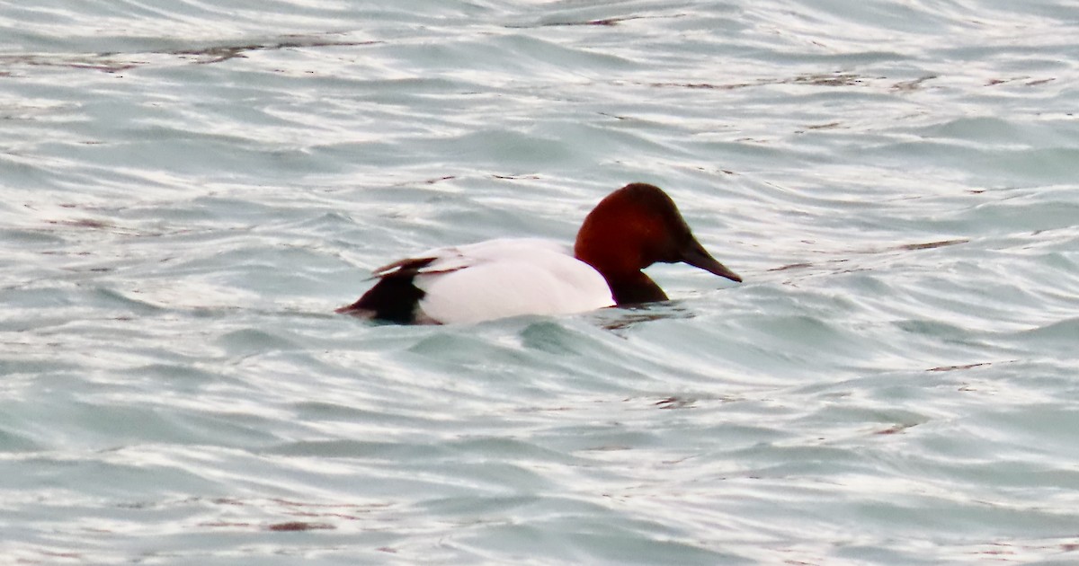 Canvasback - ML647266551