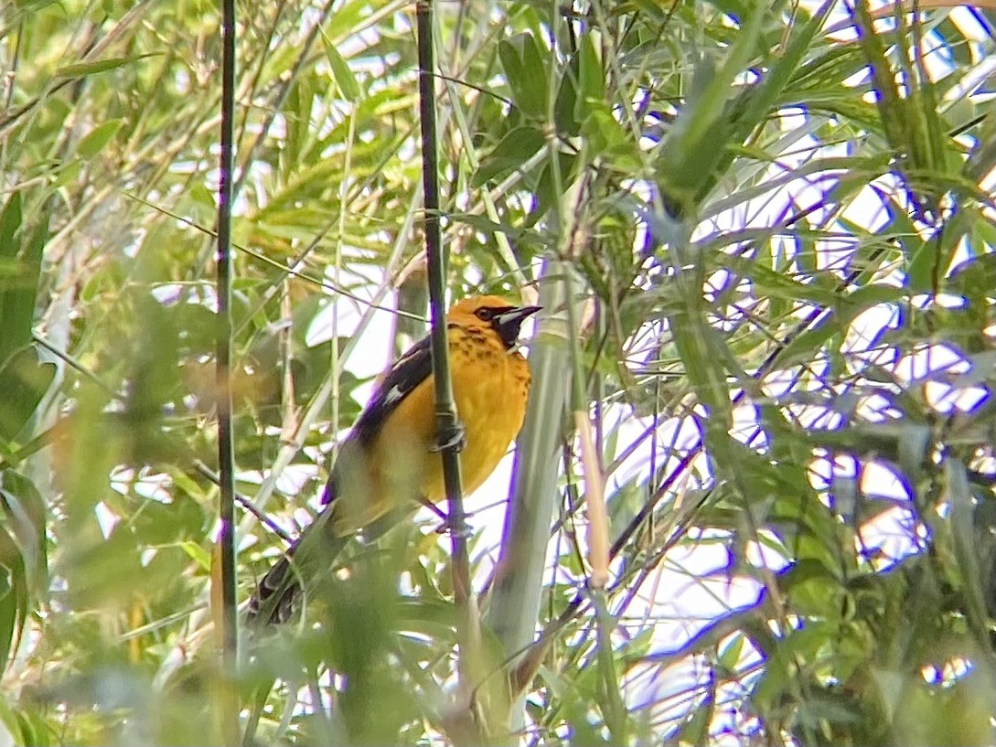 Spot-breasted Oriole - ML647266555