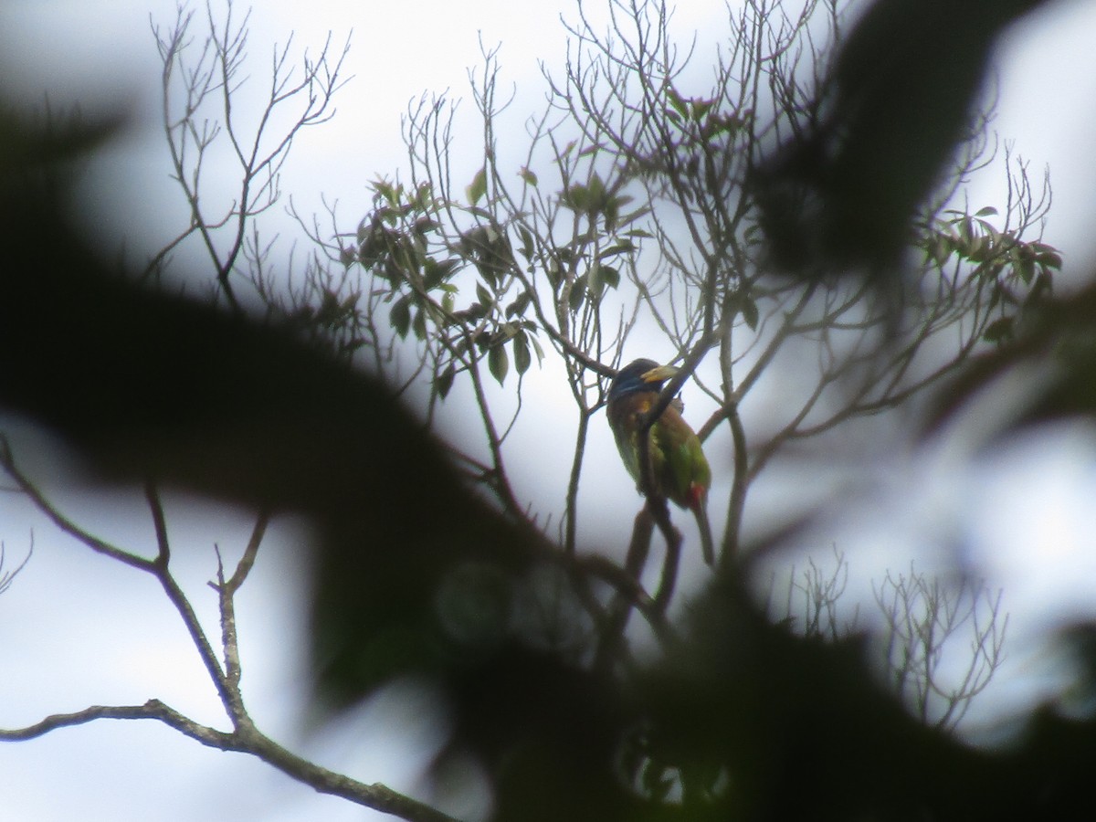 Great Barbet - ML647266558
