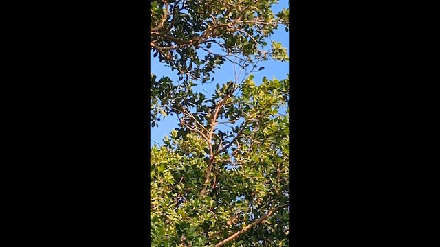 Asian Glossy Starling - ML647266566