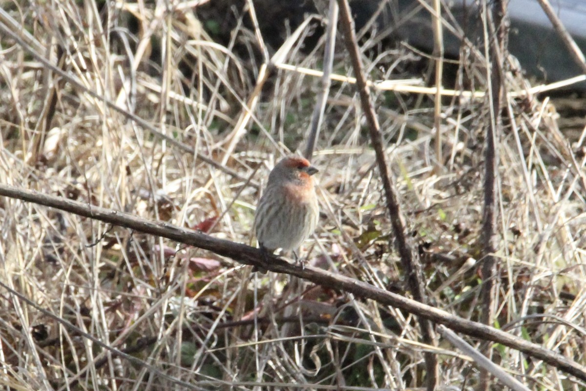 House Finch - ML647266567
