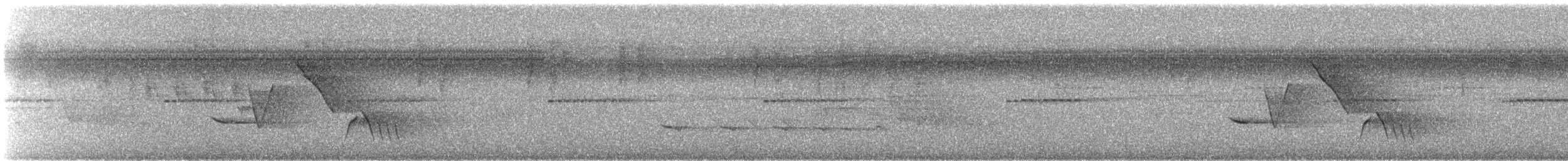 キバラマユミソサザイ - ML647266573