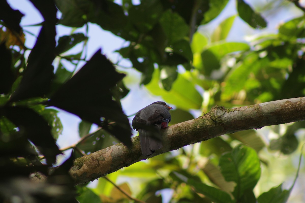 オグロキヌバネドリ - ML647266575