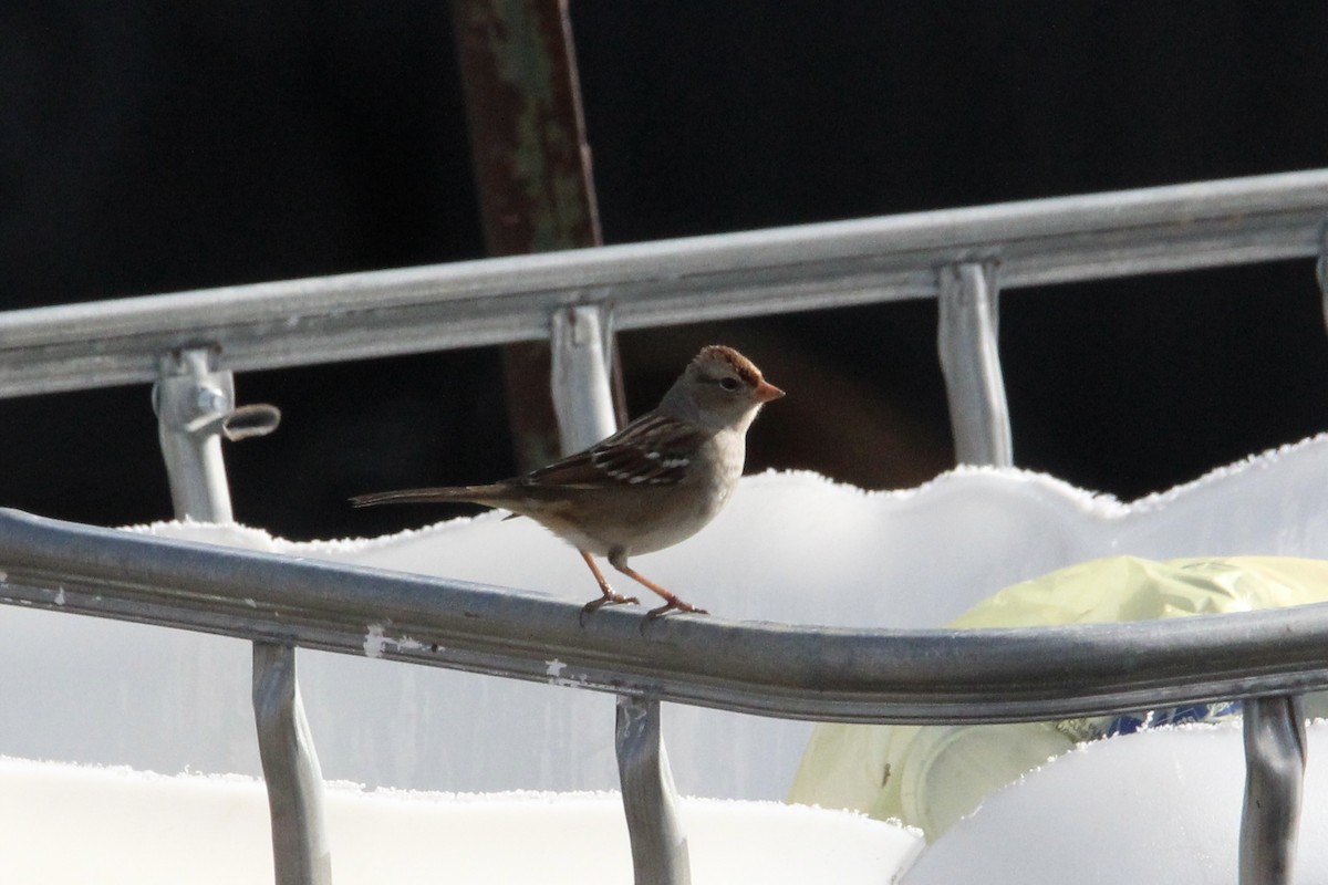 ミヤマシトド - ML647266576