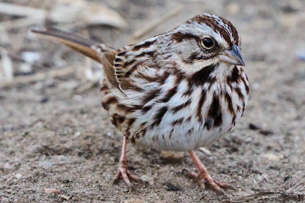 ウタスズメ - ML647266578