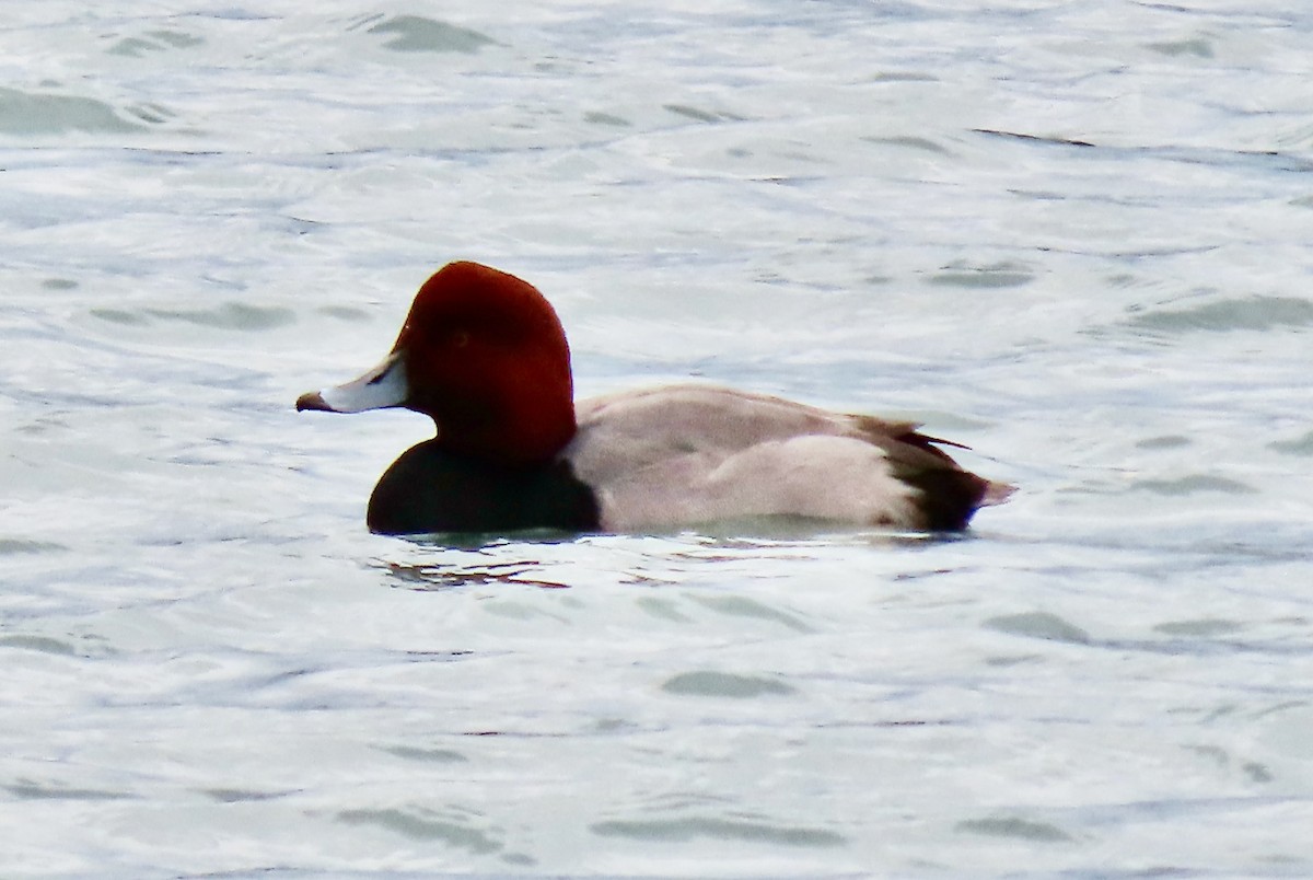 アメリカホシハジロ - ML647266580