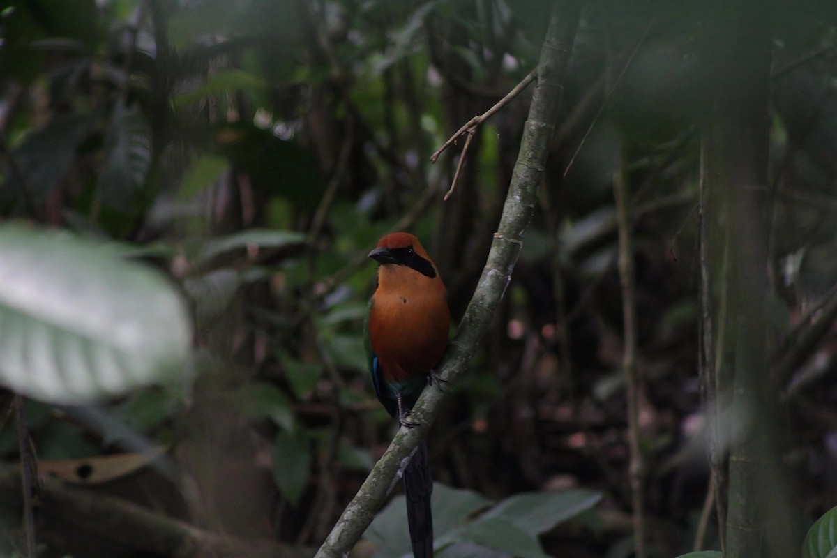 アマゾンオオハチクイモドキ - ML647266581