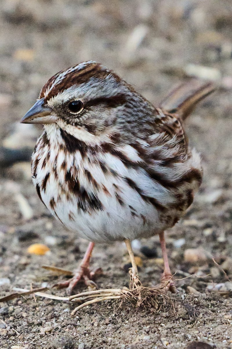 ウタスズメ - ML647266582