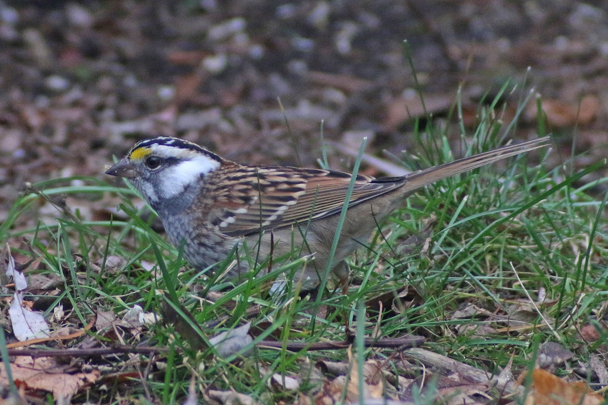 ノドジロシトド - ML647266583