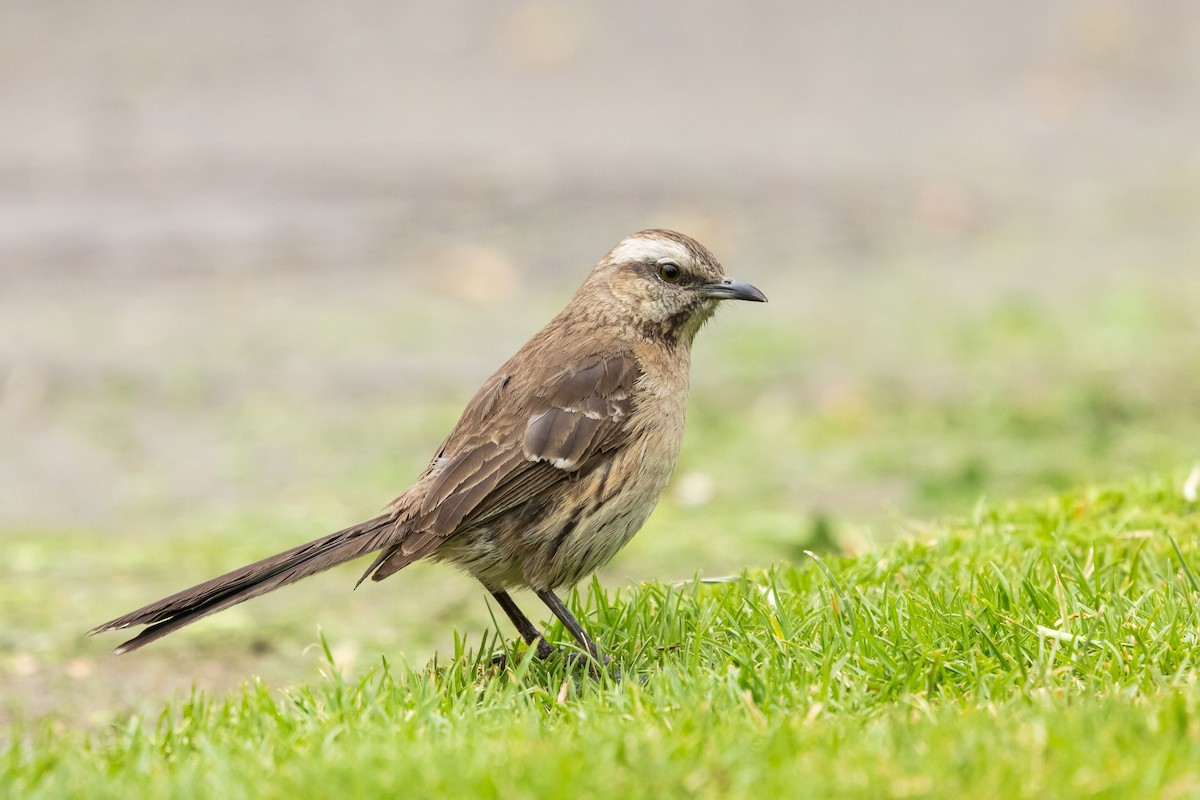 チリーマネシツグミ - ML647266584