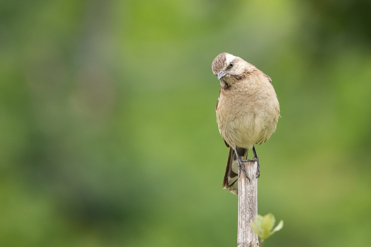 チリーマネシツグミ - ML647266585