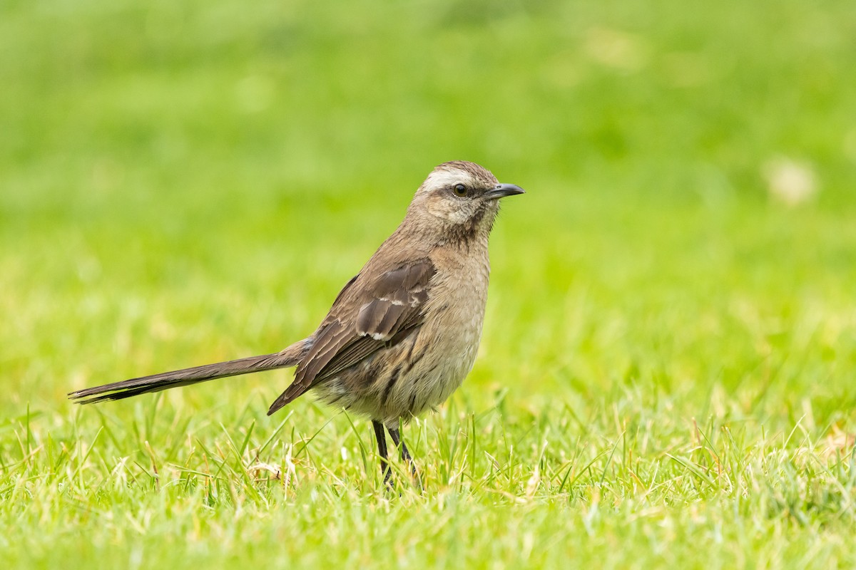 チリーマネシツグミ - ML647266586