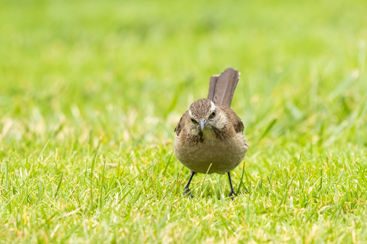 チリーマネシツグミ - ML647266587