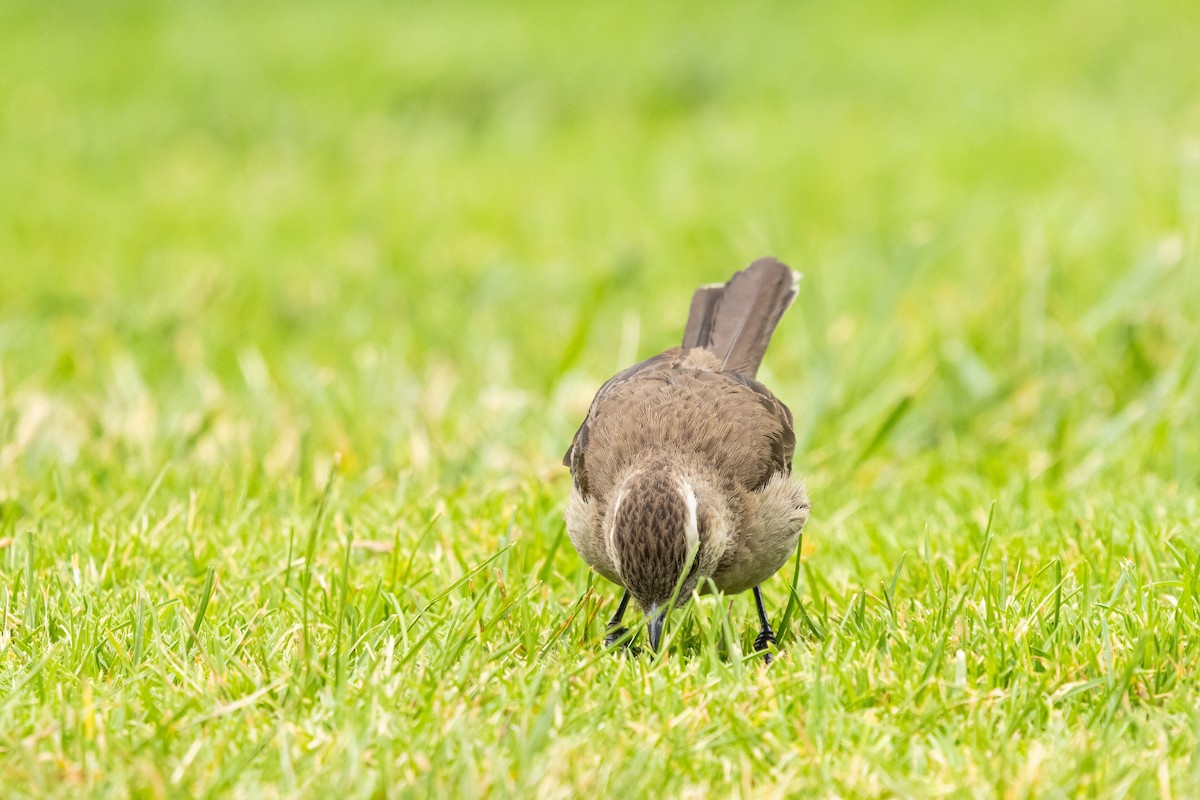 チリーマネシツグミ - ML647266588