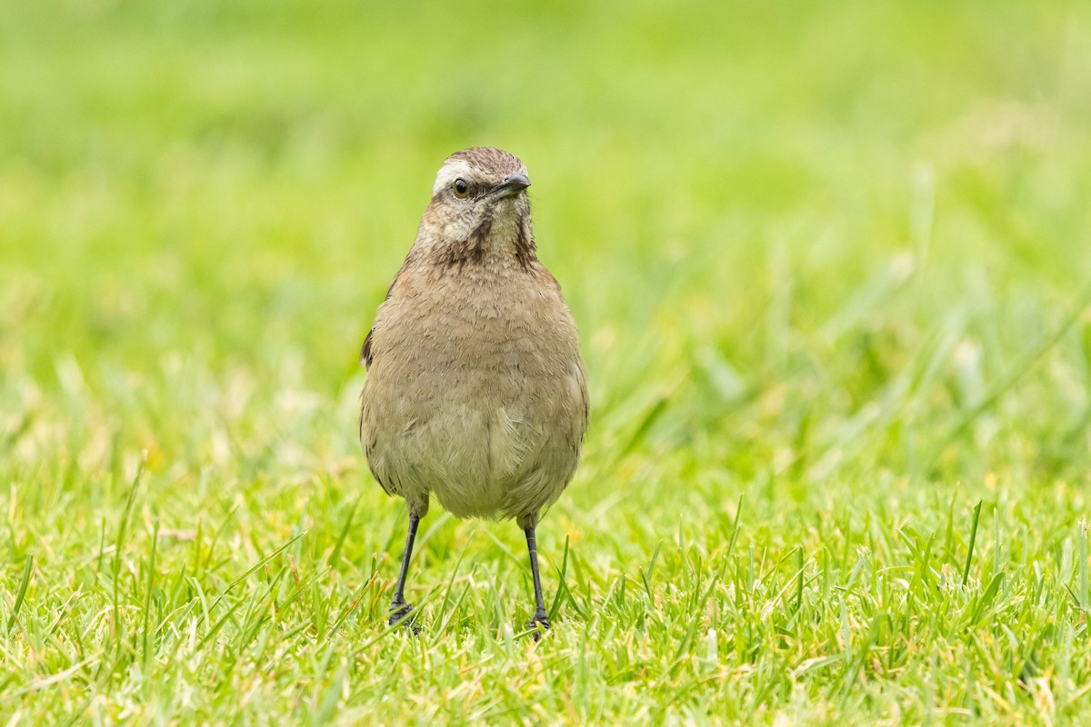 チリーマネシツグミ - ML647266589